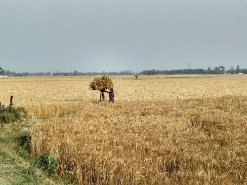 field nature wheat