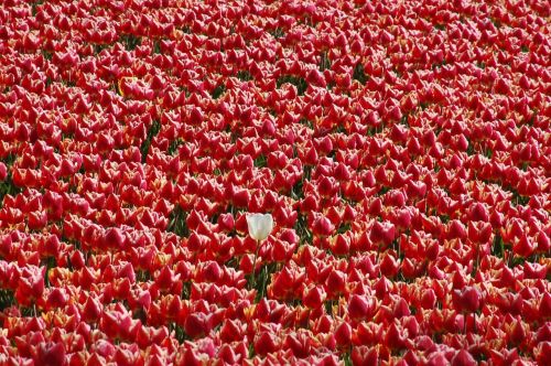 field plant nature