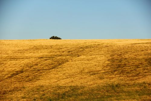 field agriculture italy