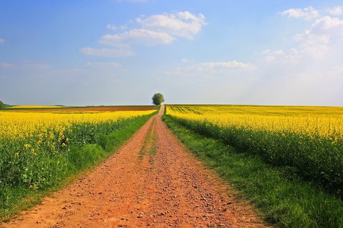 field  agriculture  landscape