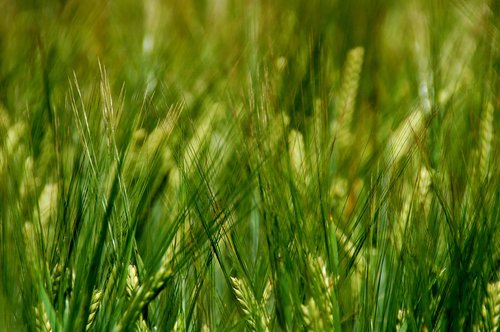 field  wheat  grain