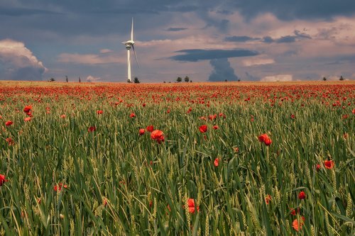 field  agriculture  meadow