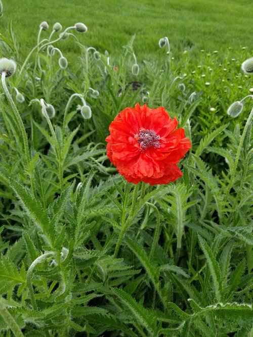 field  nature  summer