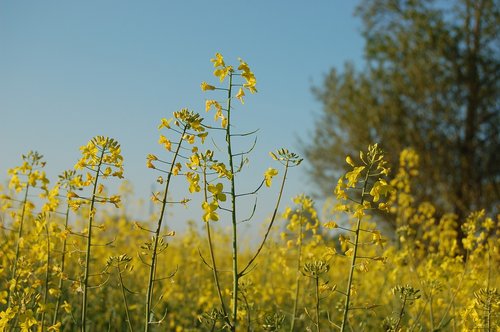 field  nature  landscape