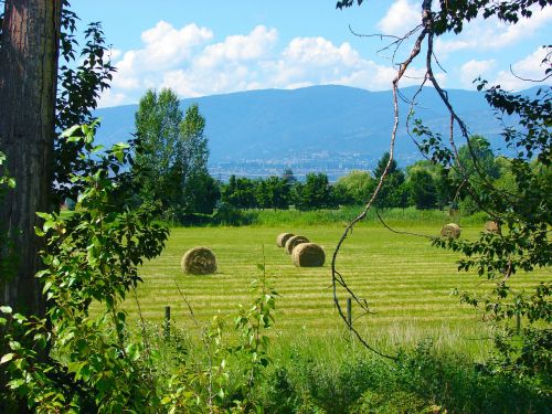 field hay landscape
