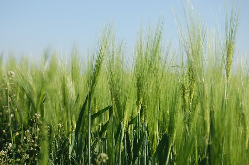 field  triticum  cereals