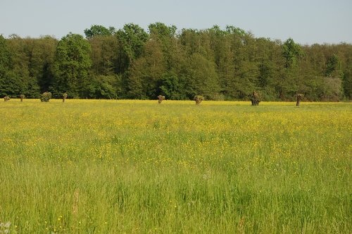 field  landscape  field of flowers