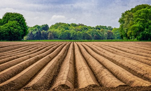 field  asparagus  asparagus field