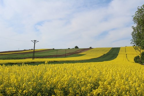 field  farm  landscape