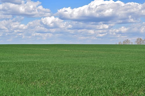 field  sky  grass