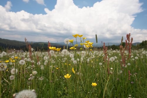 field  meadow  flowers