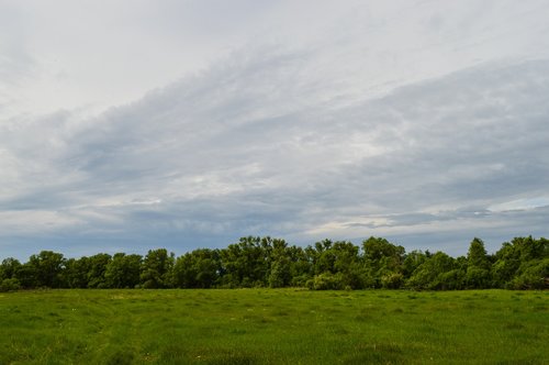 field  meadow  nature