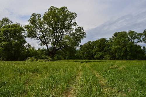 field  meadow  nature