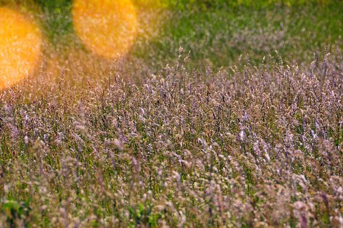 field  grass  grass seed