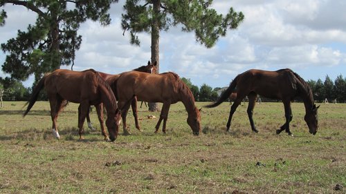 field  horses