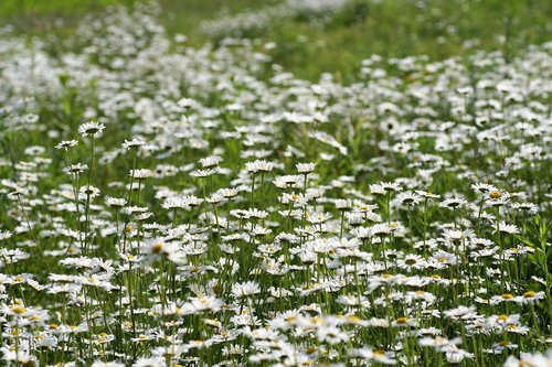 field  daisies  flowers