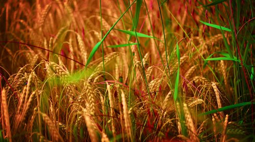 field  wheat  cereals