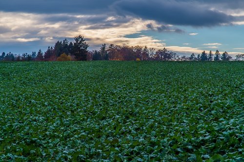 field  nature  green