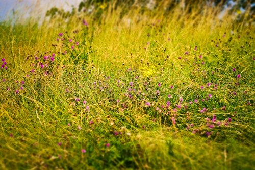 field  flowers  nature