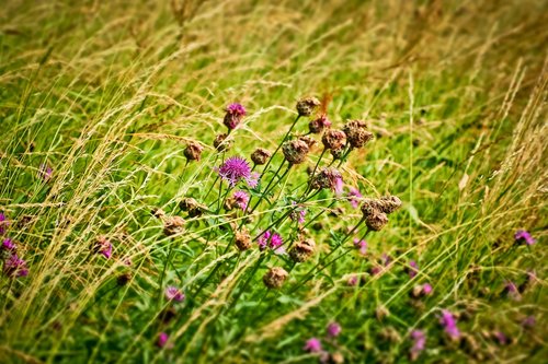 field  flowers  nature