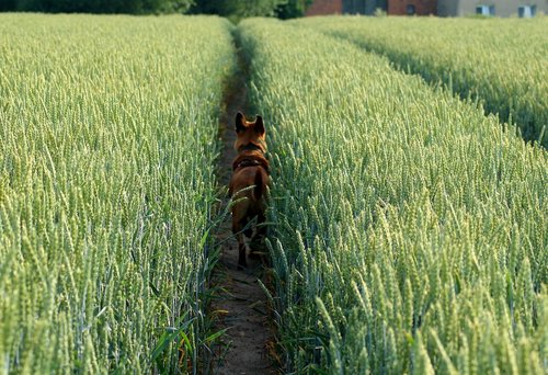 field  wheat  the path