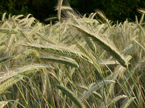 field  cereals  wheat field