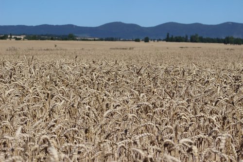 field  rye  country