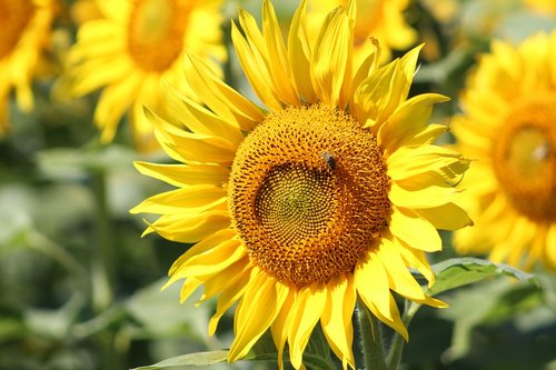 field  sunflower  flower