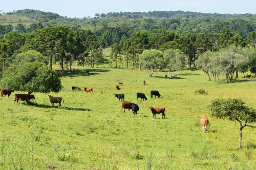 field animal green