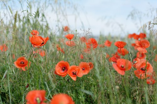field  poppies  meadow