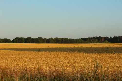 field  cereals  landscape