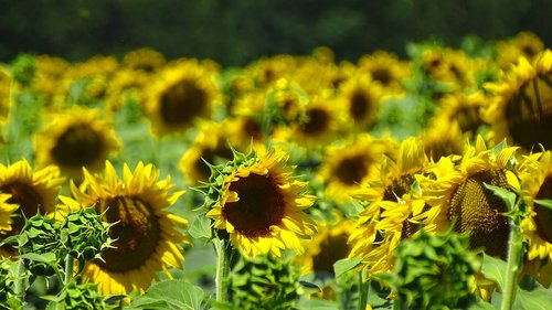 field  sunflowers  nature