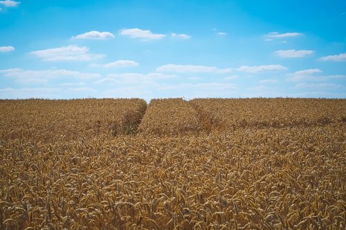 field  wheat  summer