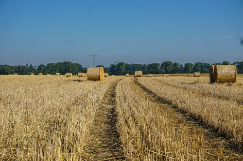 field  harvest  straw bales