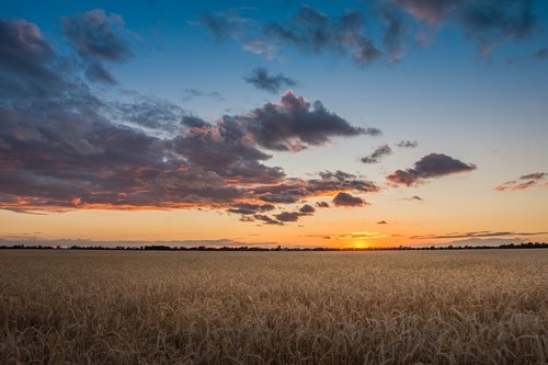 field  sunset  cereals