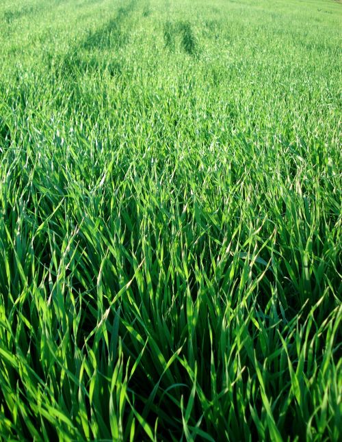 field grass wheat