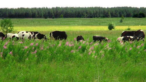 field  meadow  cow