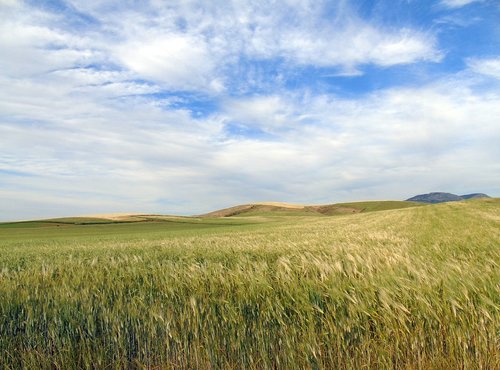 field  wheat  nature