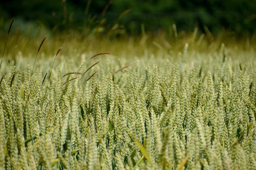 field  wheat  harvest