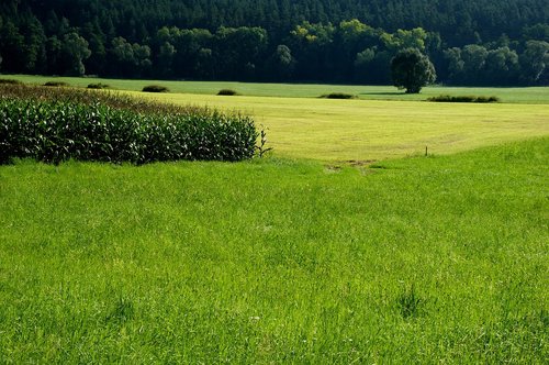 field  nature  pasture