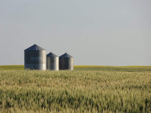 field  grain  wheat
