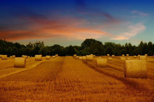 field  arable  straw bales