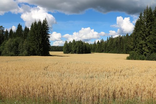 field  countryside  grain