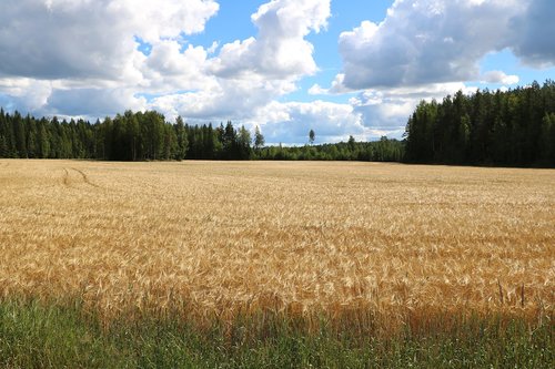 field  cornfield  grain