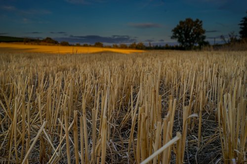 field  cornfield  sunset