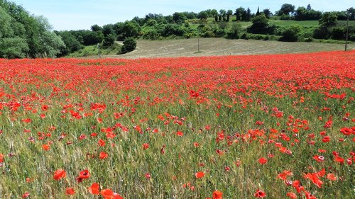 field  poppies  red