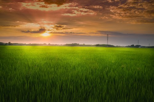 field  sunset  sky