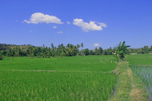 field  padi  green