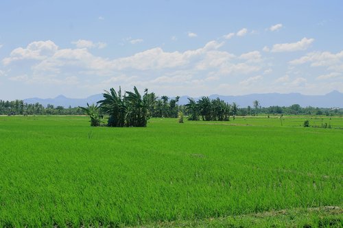 field  padi  green