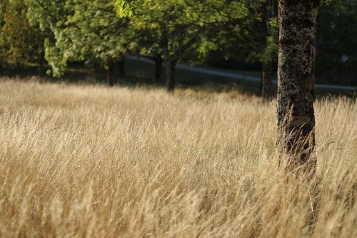 field  summer  nature